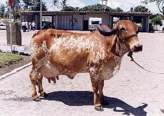 Simpósio Estadual do Leite e seus Derivados (1st 1980 Assembléia Legislativa do Estado do Rio Grande do Sul)