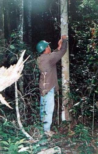 A expansão da atividade madeireira na Amazônia: impactos e perspectivas para o desenvolvimento do setor florestal no Pará