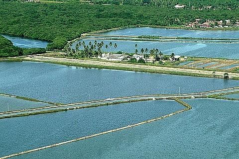 História natural, ecologia e conservação de algumas espécies de plantas e animais da Amazônia
