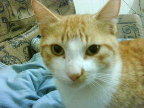 Identidade para os gatos pardos: contos afro-brasileiros