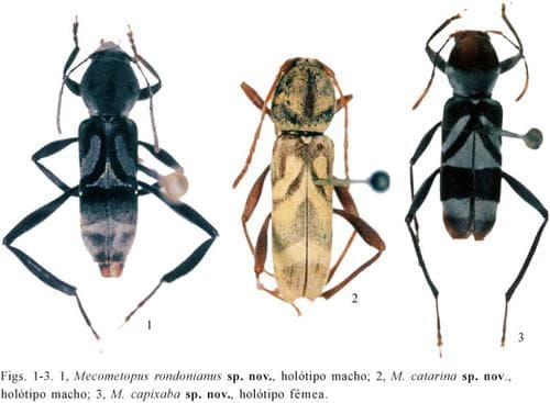 Terceiro catalogo dos insectos que vivem nas plantas do Brasil.