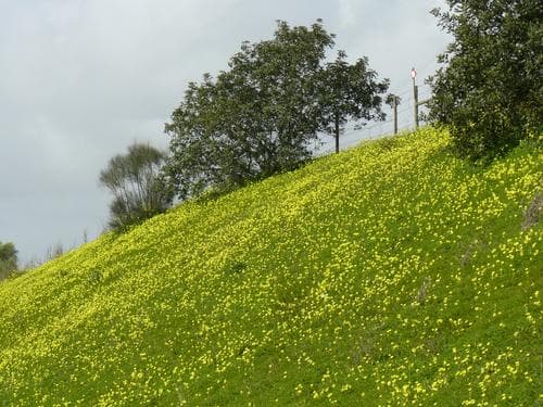 Primavera autónoma das estradas